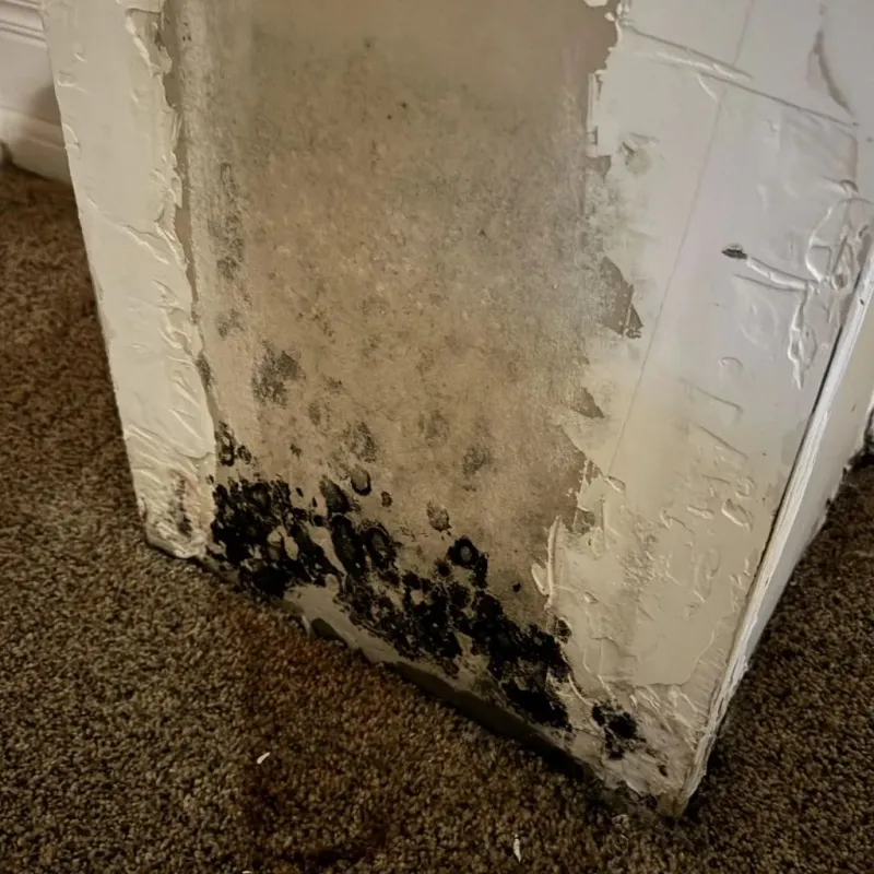 Professional Mold Removal in Smith Center, KS